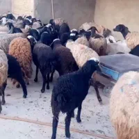 میش بره دار