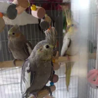 عروس هلندی