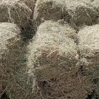 بیده فروشی