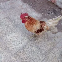 خروس