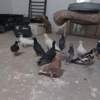 کفتر|پرنده|مشهد, كنويست|دیوار