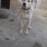فروش سگ سرابی دوساله