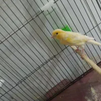 قناری ماده