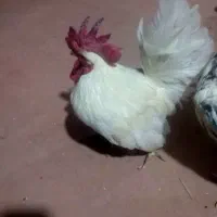 خروس