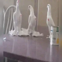 الوان