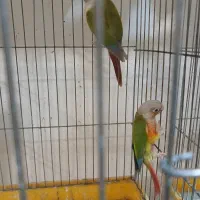 طوطی گرینچیک