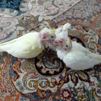 جوجه عروس هلندی لوتینو