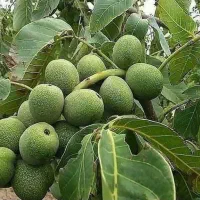 نهال گردو هاوارد هیبریدی سردسیر نهالستان پاشاپور