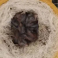 جوجه سهره