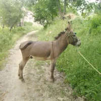 خر نر واگذاری رایگان