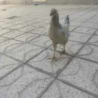 مرغ خانگی تخمی گذار