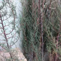 نهال کاج