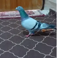 کبوتر سبز دوخط