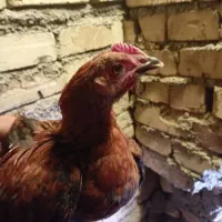 دوعدد خروس
