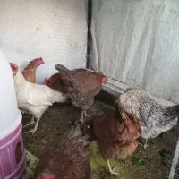 مرغ  نژاد دار محلی تخم گذار