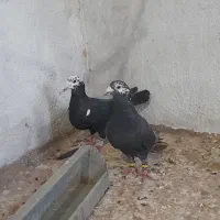 کبوتر بزک