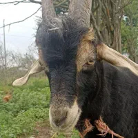 بز خوب و سرحال