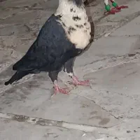 پلاکی.الماسی.شهری.