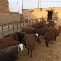 فروش بره میش بز و میش رومانف خواهشن فقط زنگ بزنید