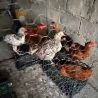 مرغ