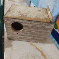 لانه عروس هلندی