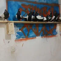 سینه سیاه