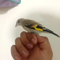 جوجه سهره