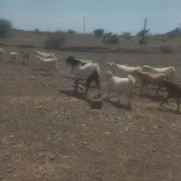 گوسفند