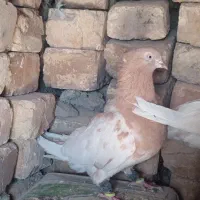 معاوضه دو عدد نر روزگاری