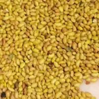 بذر یونجه همدانی پا بلند