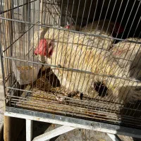 مرغ وخروس برای قربانی ۵۰۰۰۰۰
