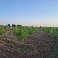 باغ و زمین معصوم اباد