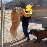 چهارتا سگ آلابای روسی