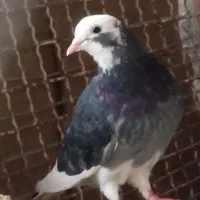 کبوتر نر