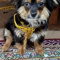 سگ جیبی خوشکل