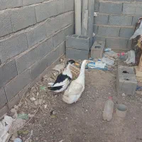 اردک|حیوانات مزرعه|گناباد, |دیوار