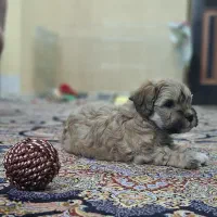 سگ  پودل