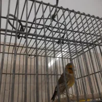 سهره قناری دهندار