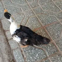 اردک ماده بالغ