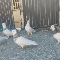 طوقی هفت رنگ پنج تا نر