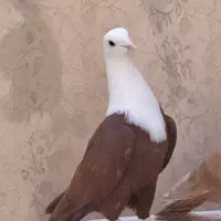 جفتگاه کفتر کبوتر کلاغ  کله سفید بی کاکل کربلایی
