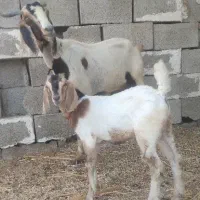 بز با بزغاله نر