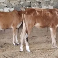 ۴ راس گوساله نر