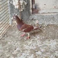 کارل میولمنز پلاکی آلمانی رنگه کفتر