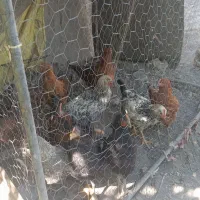 نیمچه خروس نیمچه نیمه سالم سرحال