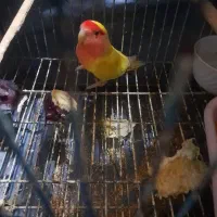 یک جفت کتوله