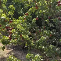 330-متر-باغچه-شاهنامه-69-سندشش-دانگ-ملکی