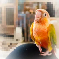 جوجه گرینجیک گرینجیک سرلاکی