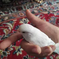مرغ عشق پنج عدد یک ملیون و صد