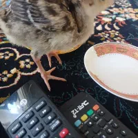 جوجه بوقلمون